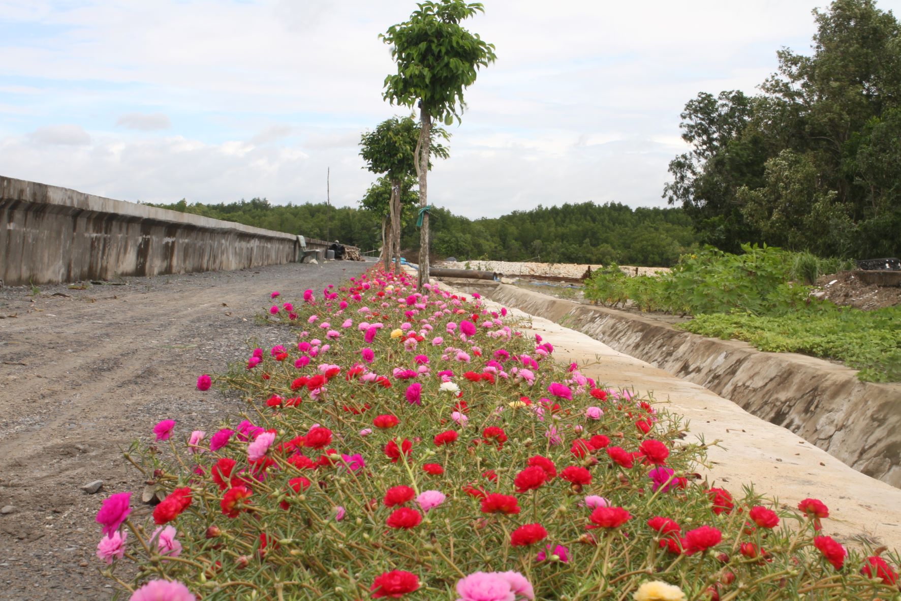 Hoa 10 giờ trên đảo nở rộ rất đẹp.