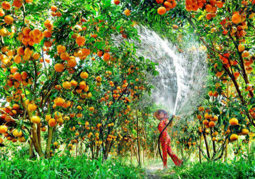 10.Vườn quýt hồng Lai Vung