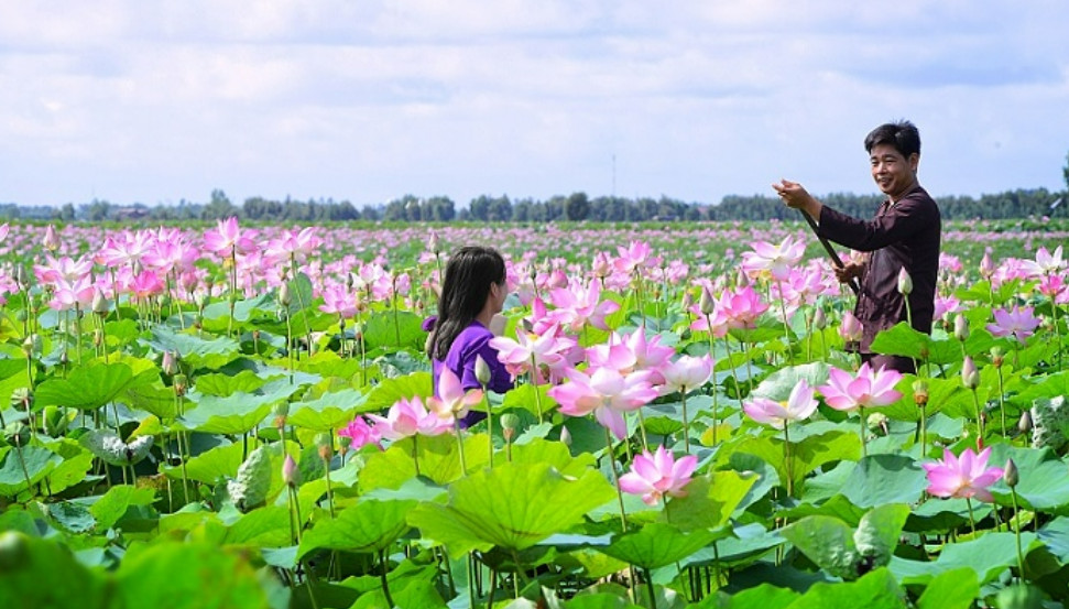 5.Khu du lịch Đồng Sen Tháp Mười