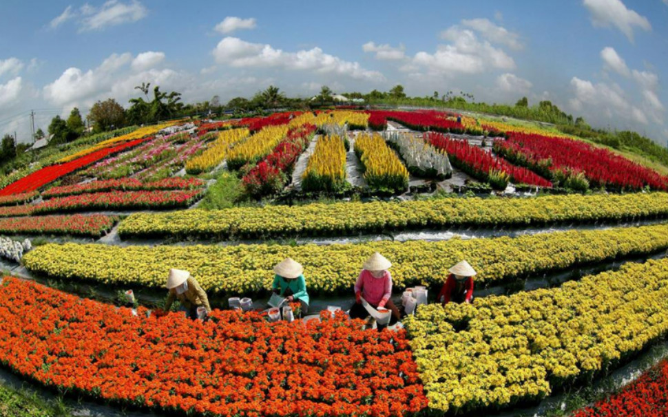 7.Làng hoa kiểng thành phố hoa Sa Đéc