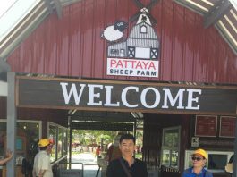 Pattaya Sheep Farm