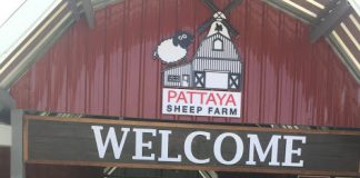 Pattaya Sheep Farm