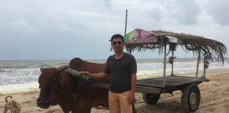 xe bò ở bãi biển Cam Bình Bình thuận
