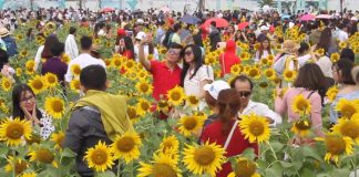 cánh đồng hoa hướng dương